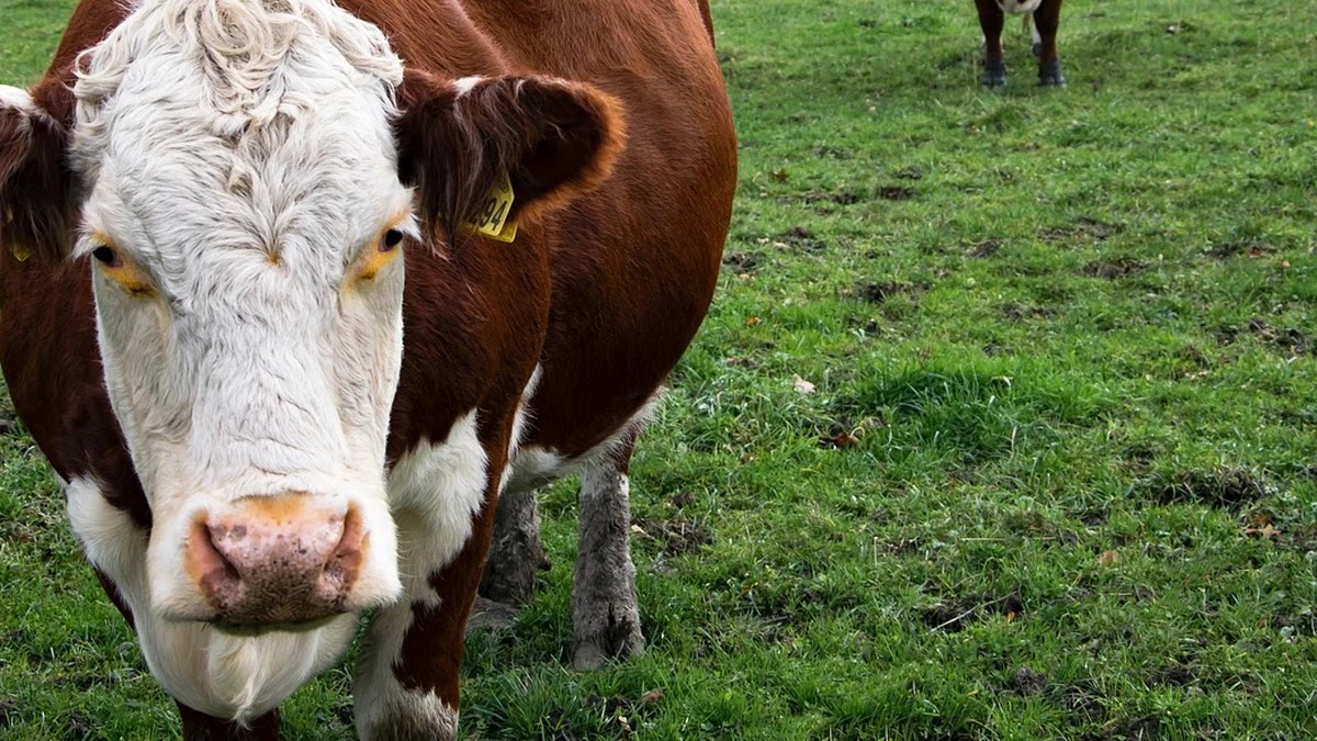 AI 채용 알고리즘 편향 발생 구조와 해결을 위한 윤리적 기준