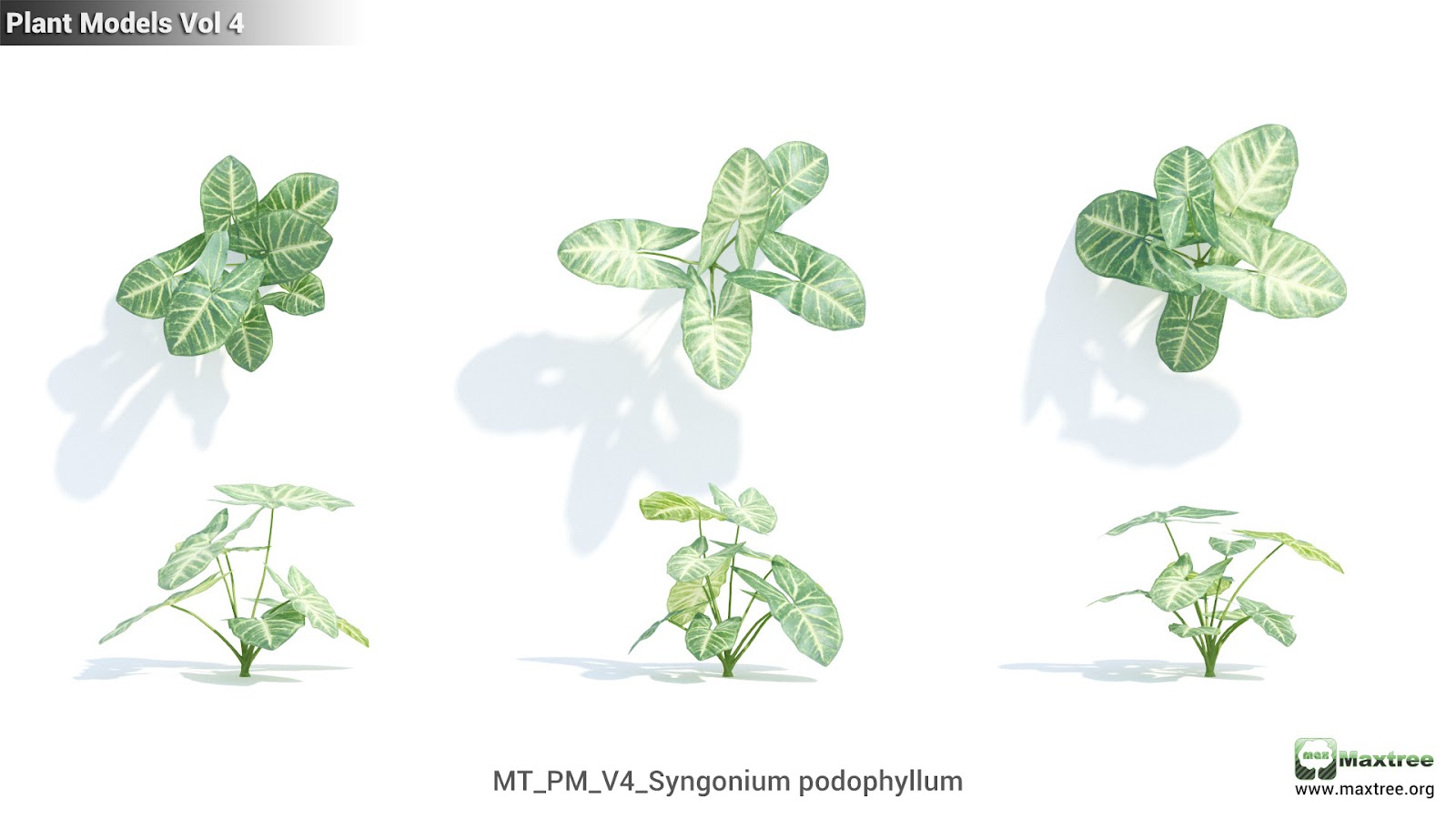Maxtree - Plant Models Vol.4