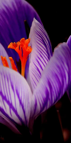 Crocus, Purple, Flower, Spring, Bloom 4K Wallpaper Background