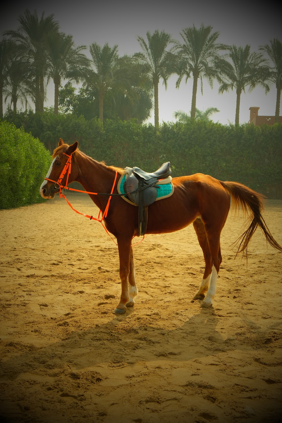 Dababa - Horse available for riding at Beit Zeina in Saqqara, Egypt. Meet this beautiful Cheerful Chestnut, whose vibrant orange-brown coat glows und