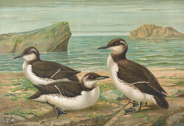 Uria lomvia LUria rhingvia Brunn