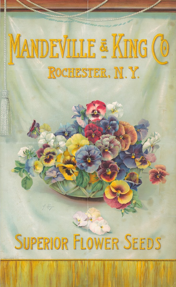 Mandeville  King Co superior flower seeds bowl of pansies 1908
