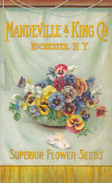 Mandeville  King Co superior flower seeds bowl of pansies 1908