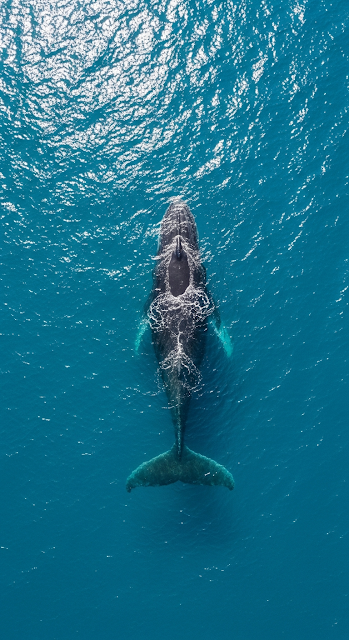 Overhead Aerial of a Humpback Whale Swimming in Bright Turquoise Ocean Water - Free mobile Wallpaper