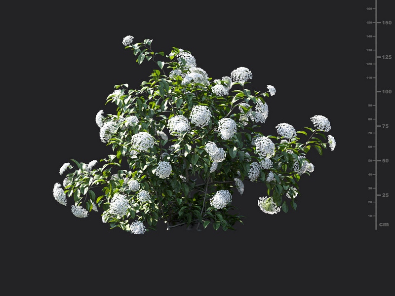 Maxtree - Plant Models Vol.115