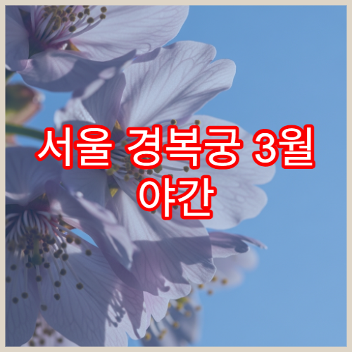 서울 경복궁 3월 야간 벚꽃 나들이 인생샷 스팟