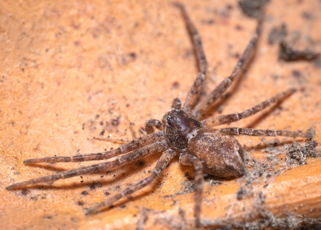 Philodromus sp.