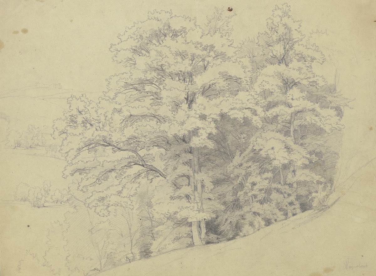 Piece of a forest on a slope