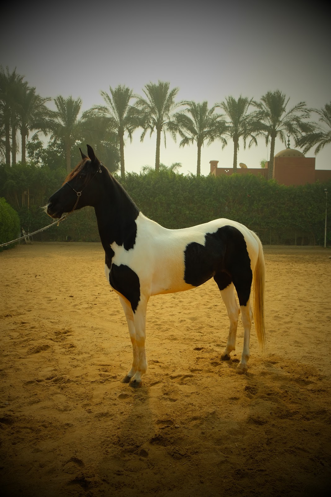 Panda - Horse available for riding at Beit Zeina in Saqqara, Egypt. Meet this striking Skewbald (Black and White) horse, a true head-turner with his