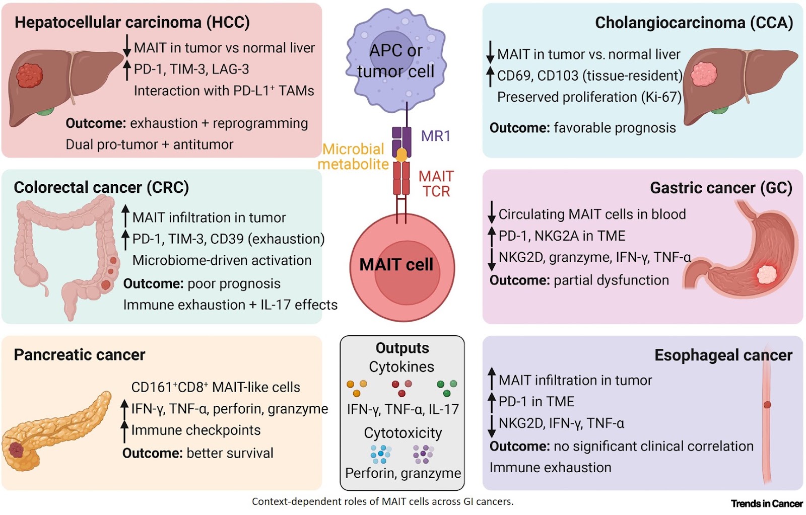    Role of MAIT cells in gastrointestinal cancer