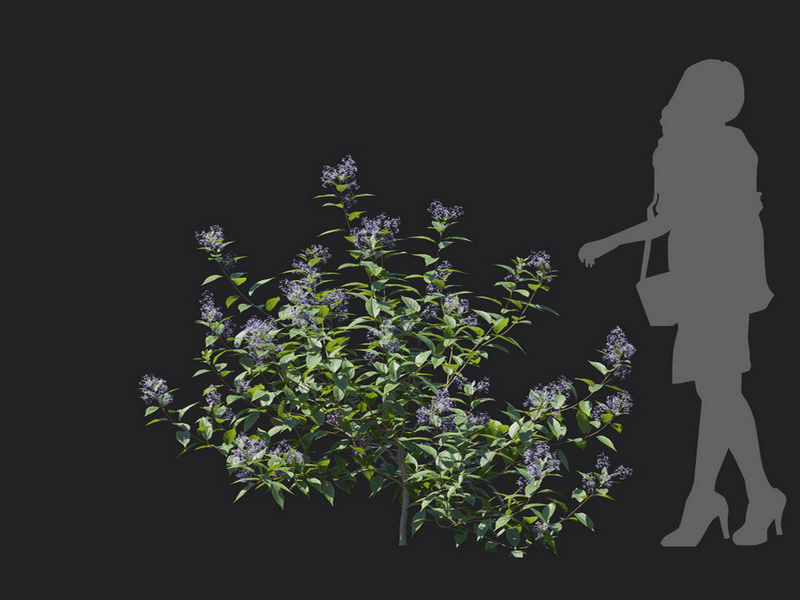 Maxtree - Plant Models Vol.129