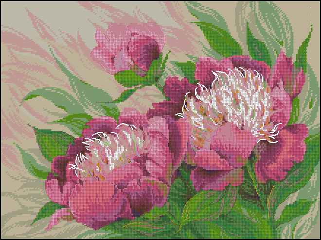 CMP 171417 Pink Peonies