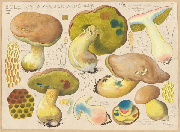 Boletus appendiculatus Schäff 1915 1945