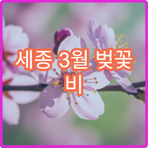 세종 3월 벚꽃 비 오는 날 대체 실내 카페 뷰 명소