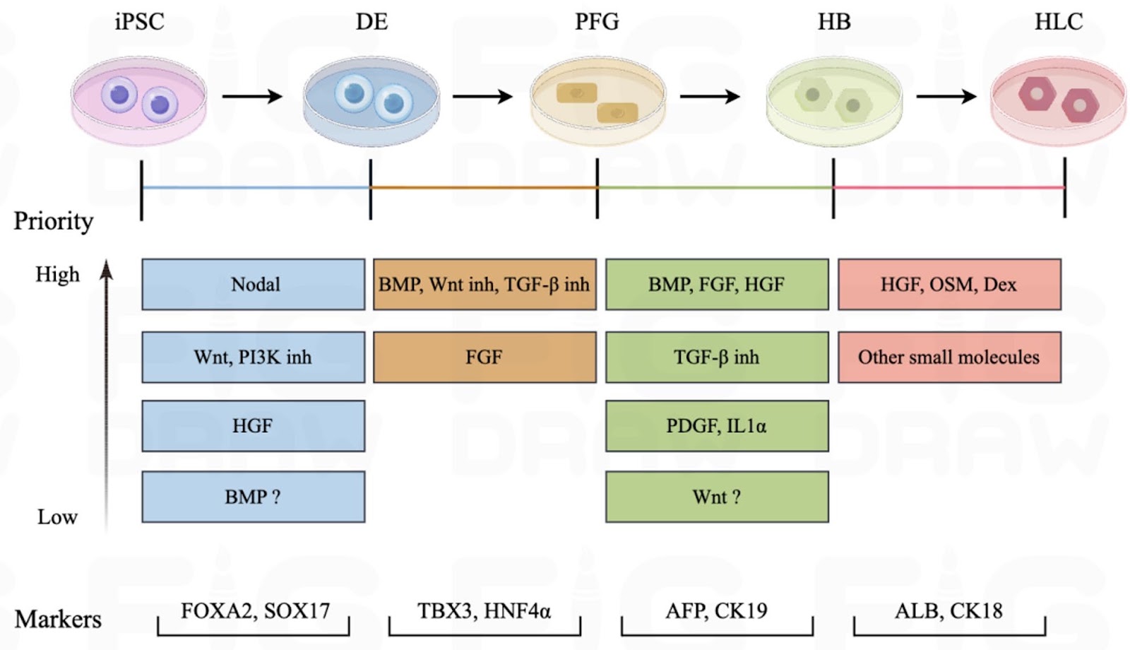 Construction of liver organoid models by hepatobiliary differentiation from human induced pluripotent stem cells: state of the art, challenges and improving strategies