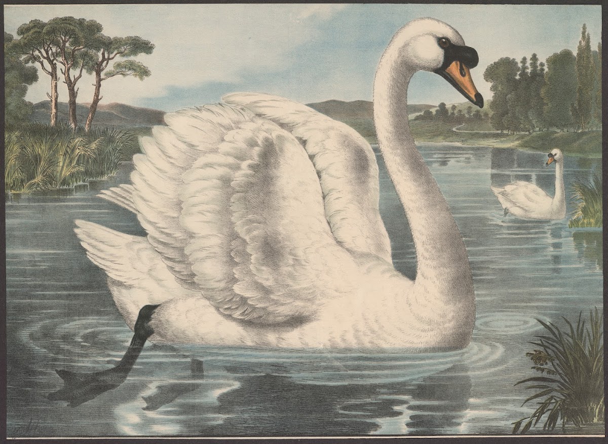 Swan 1884