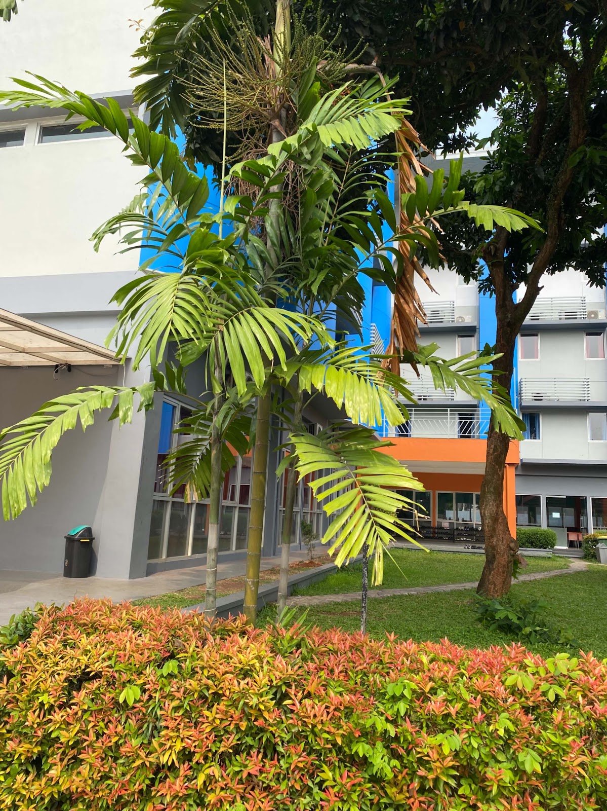 image of Sealing Wax Palm