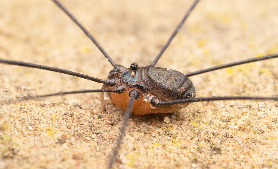 Leiobunum sp. A