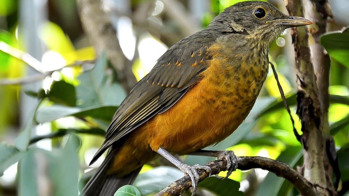사회적 촉진과 사회적 억제 이론의 차이와 실험적 증거