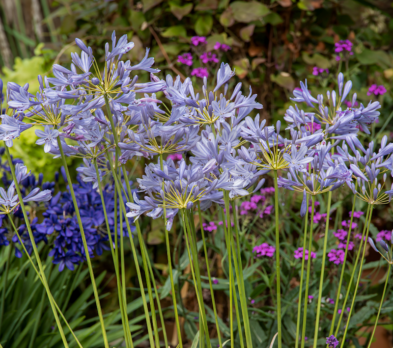 Agapanthus praecox 'Neverland', giglio africano dai fiori bianchi e blu pallido in piena fioritura