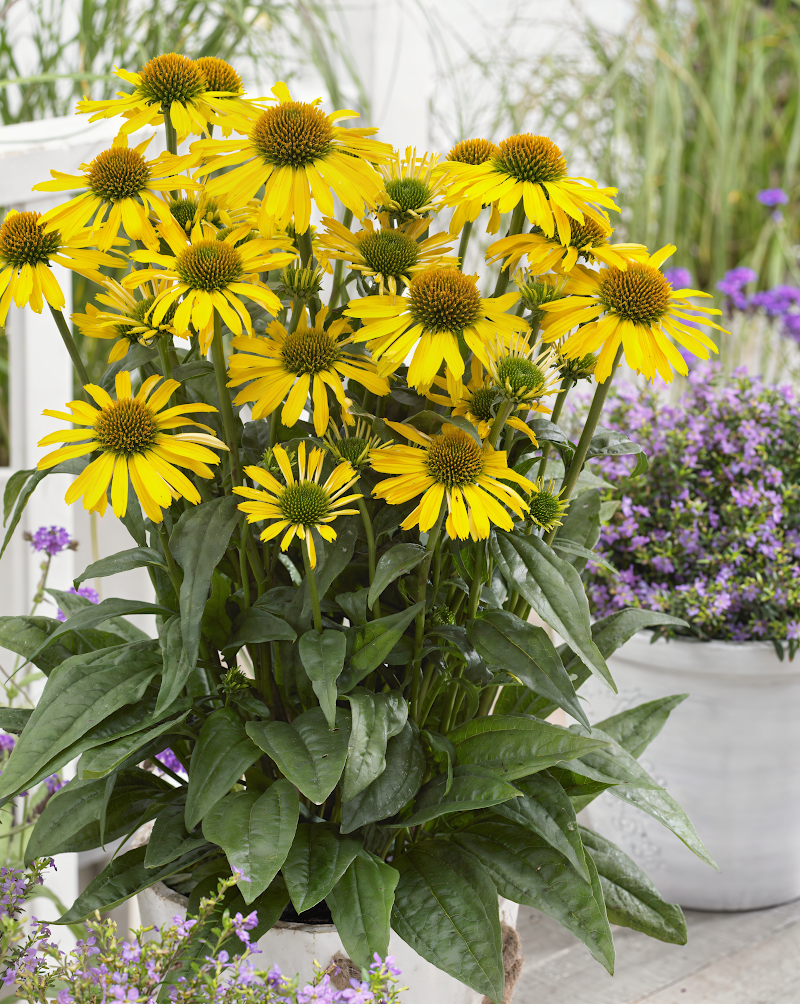 Echinacea purpurea 'Sunseekers Yellow' in piena fioritura in un giardino soleggiato, con api che impollinano
