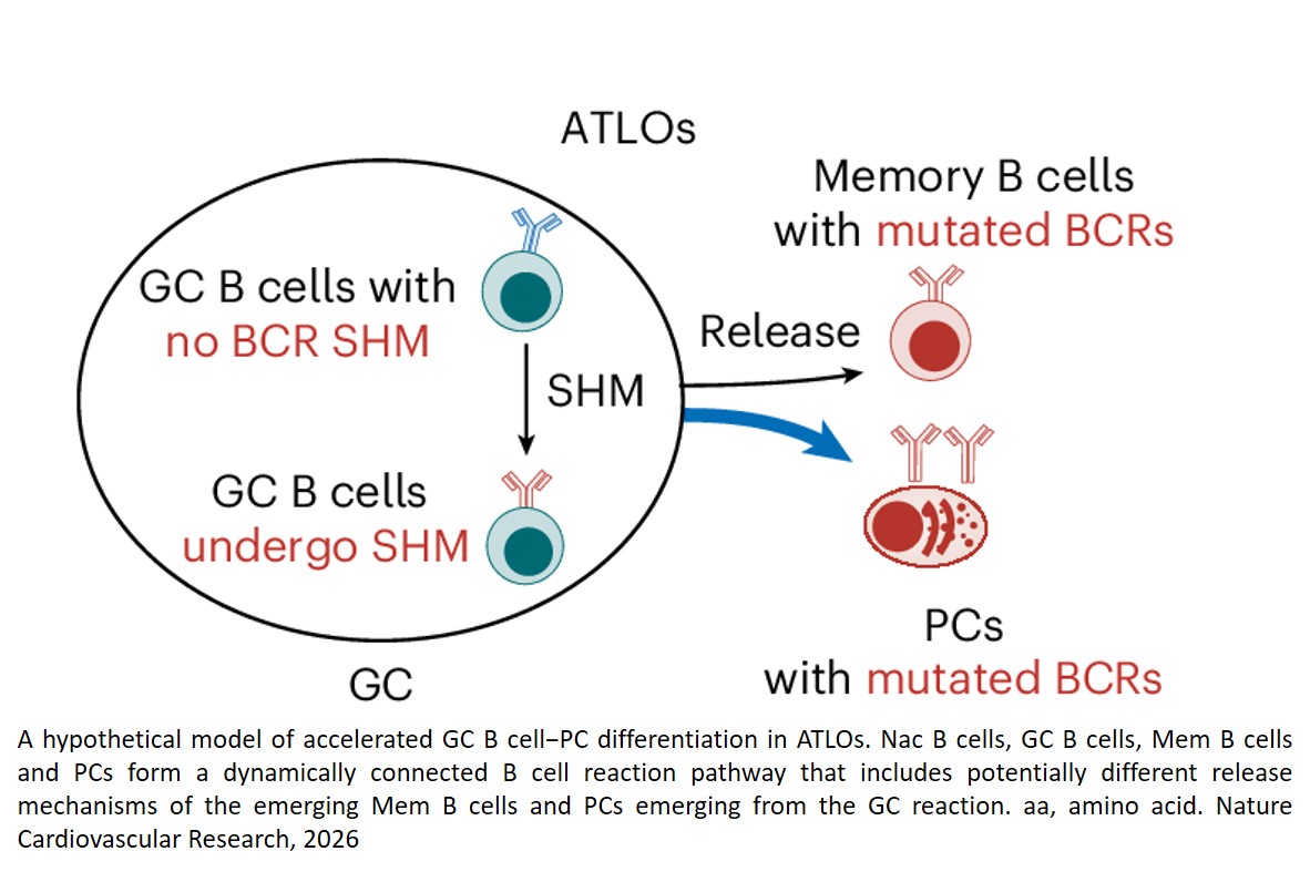Atherosclerosis is an autoimmune disease!