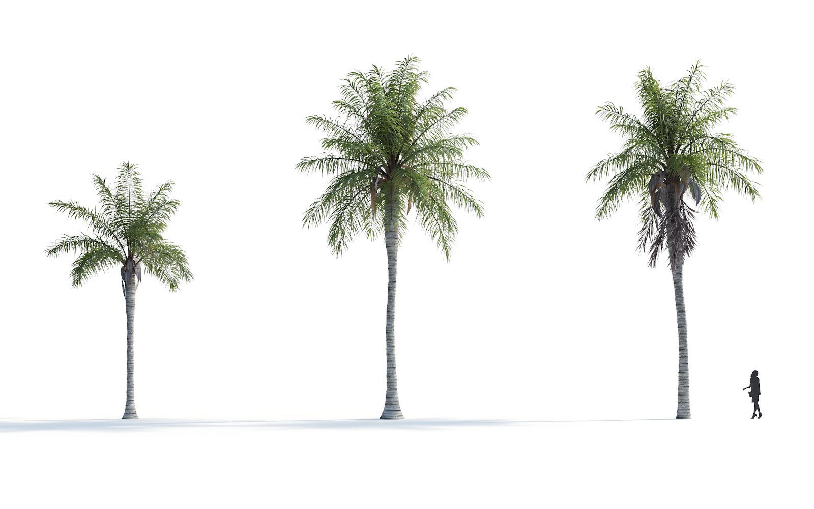 Maxtree - Plant Models Vol.7