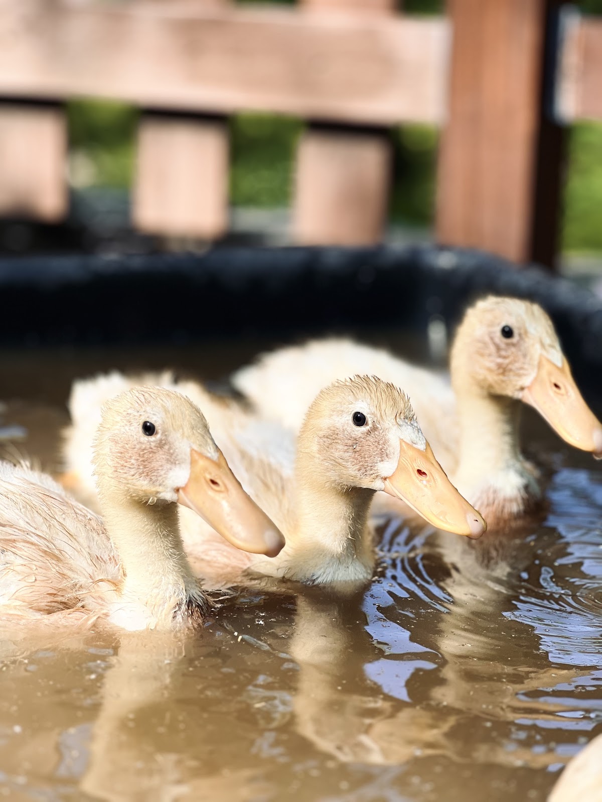 Fawn & White Runner Duck