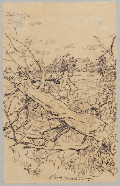 Fallen tree 1917