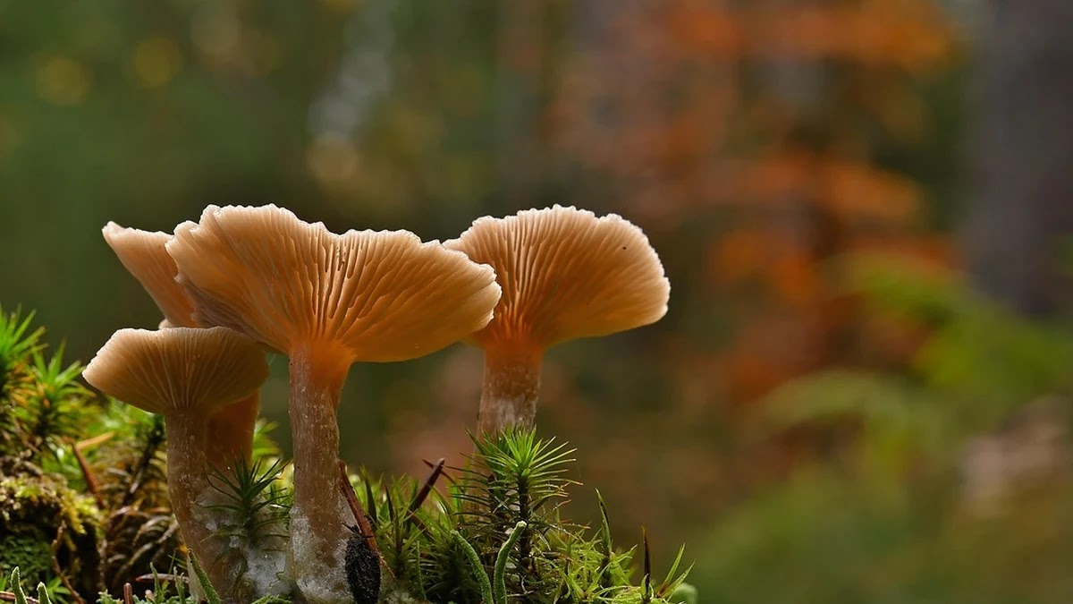 온라인 쇼핑 시 카드와 멤버십 적립 혜택 비교