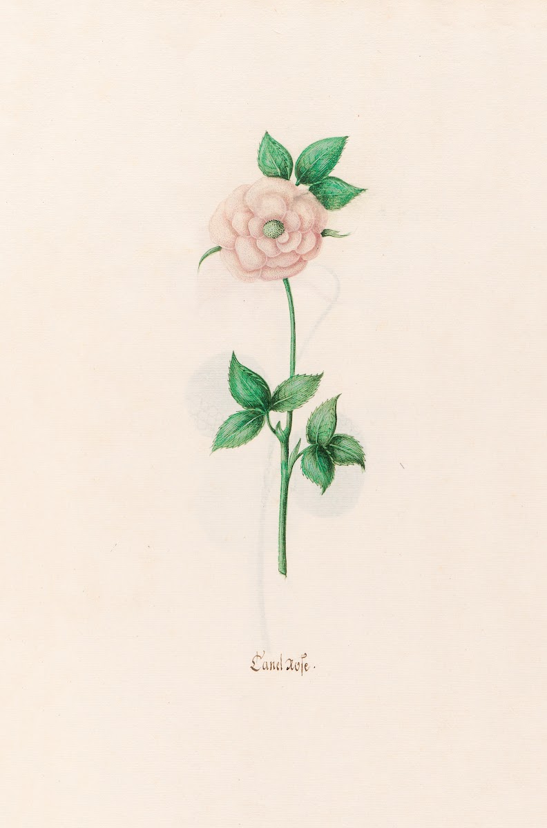 Canel rose 1692