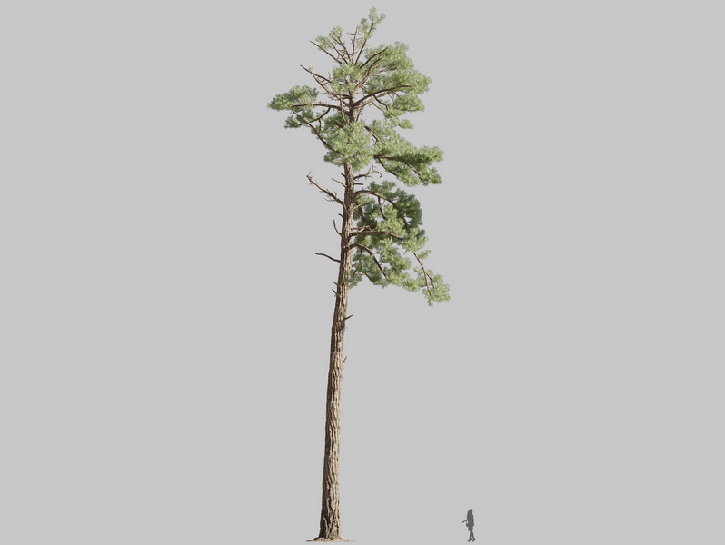 Maxtree - Plant Models Vol.126