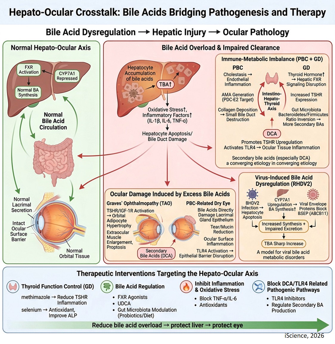 Hepato-ocular crosstalk: Bile acids bridging pathogenesis and therapy