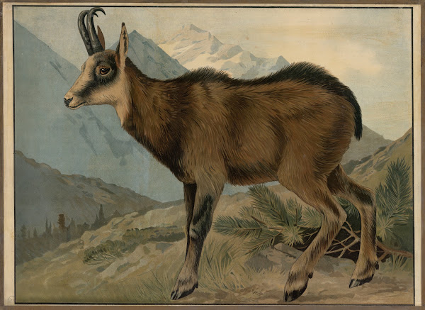 Chamois 1913