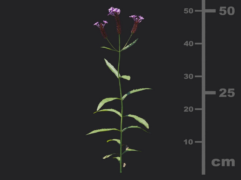 Maxtree - Plant Models Vol.116