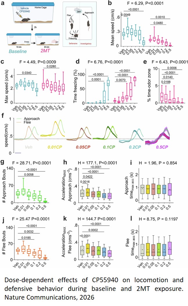 Cannabinoid modulation of central amygdala population dynamics during threat investigation