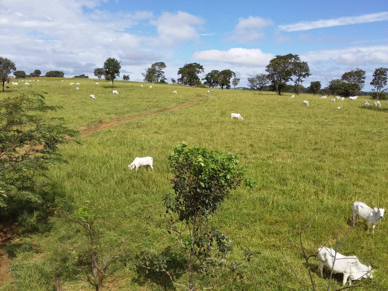 Fazenda em Bonfinópolis - GO 6