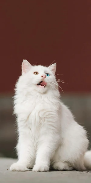 Odd-Eyed White Cat Looking Up 4K iPhone Wallpaper Background