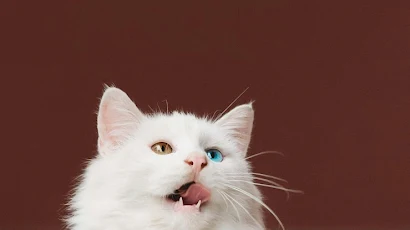 Odd-Eyed White Cat Looking Up 4K iPhone Desktop & Mobile Wallpaper Background