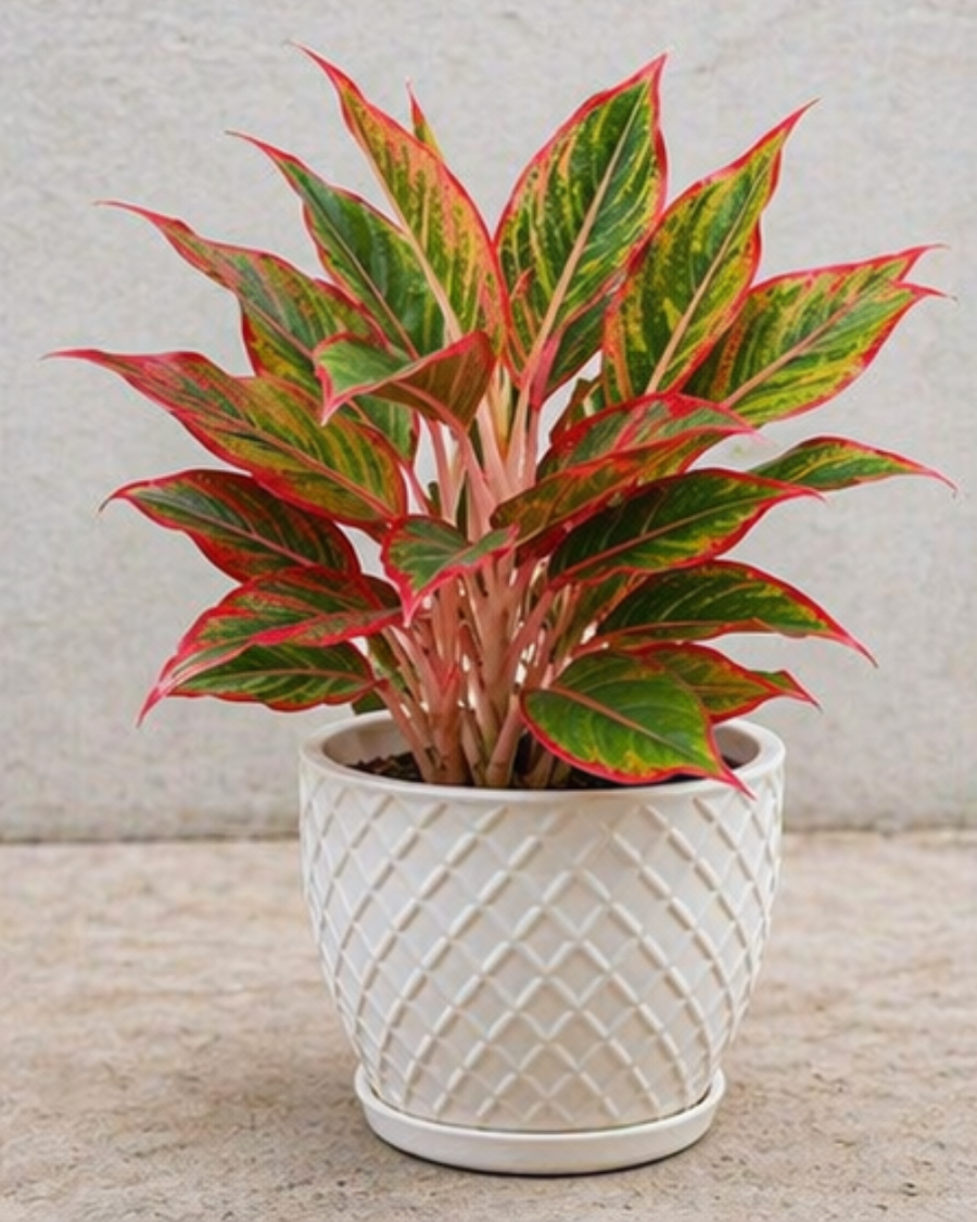 Aglaonema Chinese Evergreen Indoor Plant — view 4