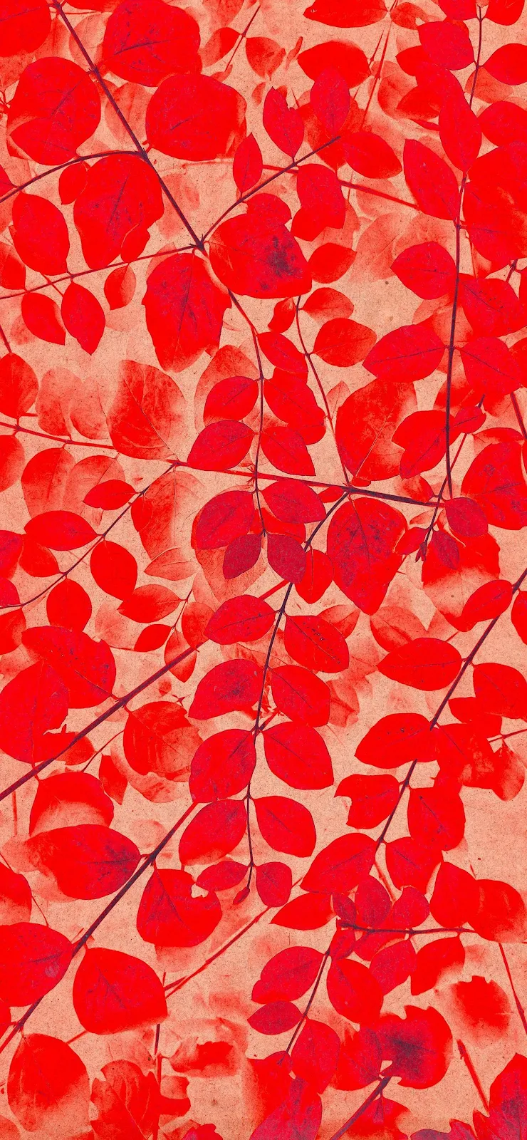 Red Leaves, Foliage, Branch, Nature Full HD iPhone Wallpaper Background (1284x2778)