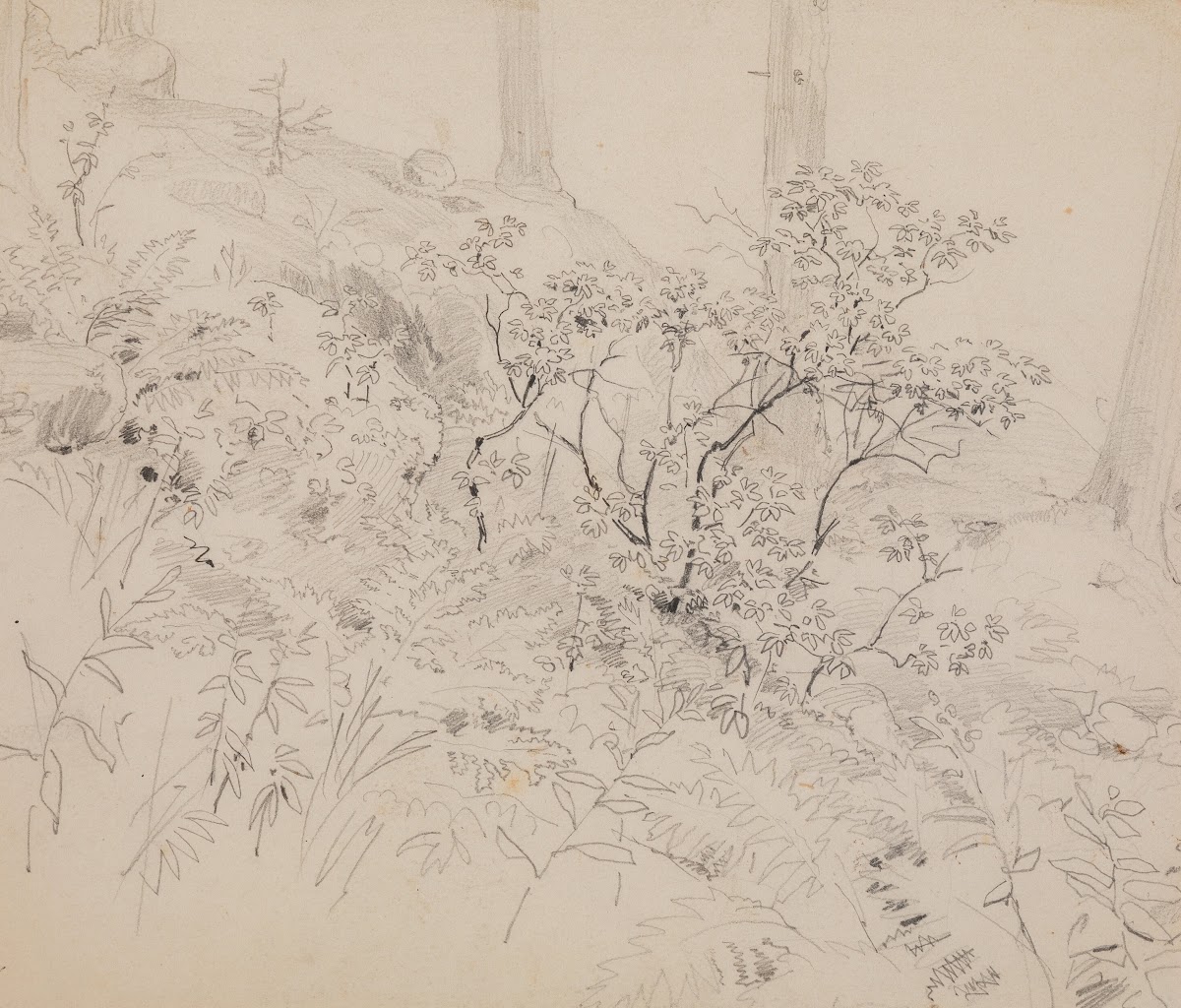 Study of foliage in a wood