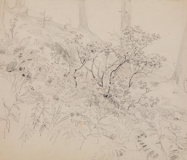 Study of foliage in a wood