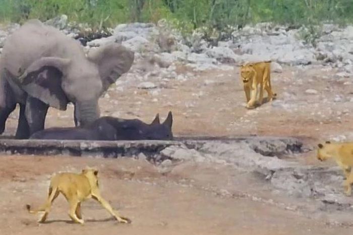 Clip: Đàn voi rừng ra tay nghĩa hiệp, giải cứu tê giác khỏi nanh vuốt bầy sư tử đói - Tạp chí Doanh Nghiệp Việt Nam