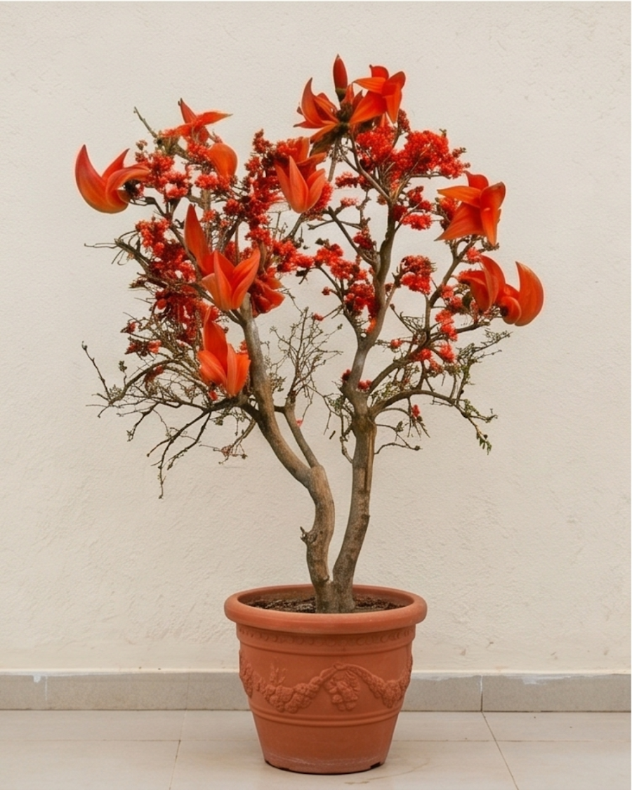 Red Palash Plant — view 5