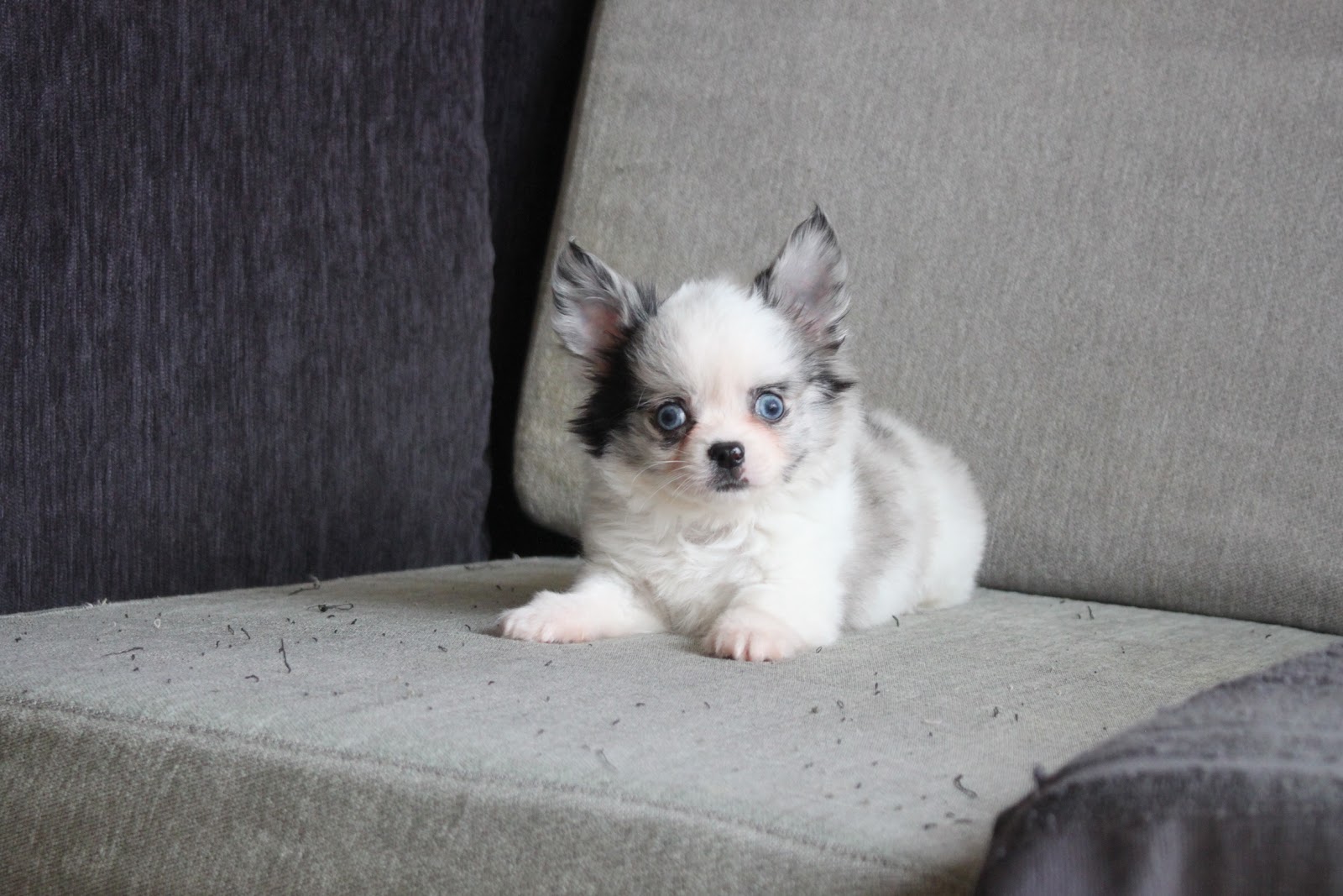 12/19出生 優質迷你長毛吉娃娃大理石白花弟弟