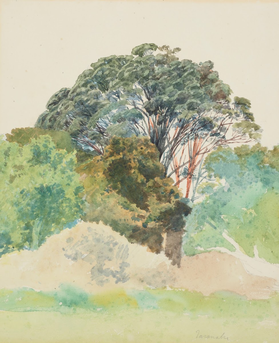 Rata Taranaki 1850s