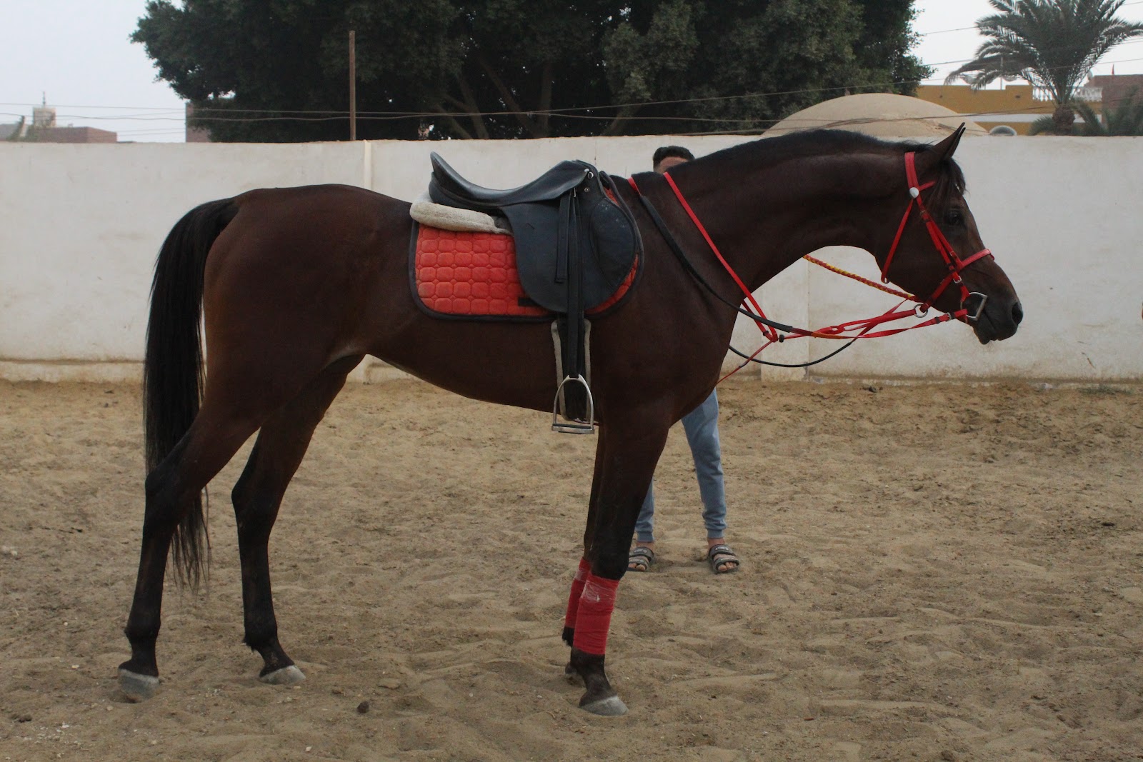 Amir - Horse available for riding at Wadi EL Kheil in Saqqara, Egypt. A beautiful dark bay horse with elegant build and athletic presence. Energetic a