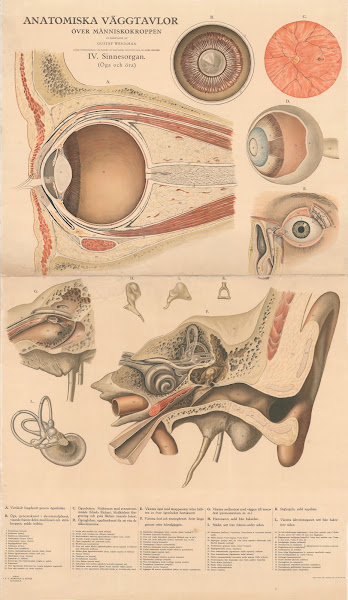 The sensory organs 1920