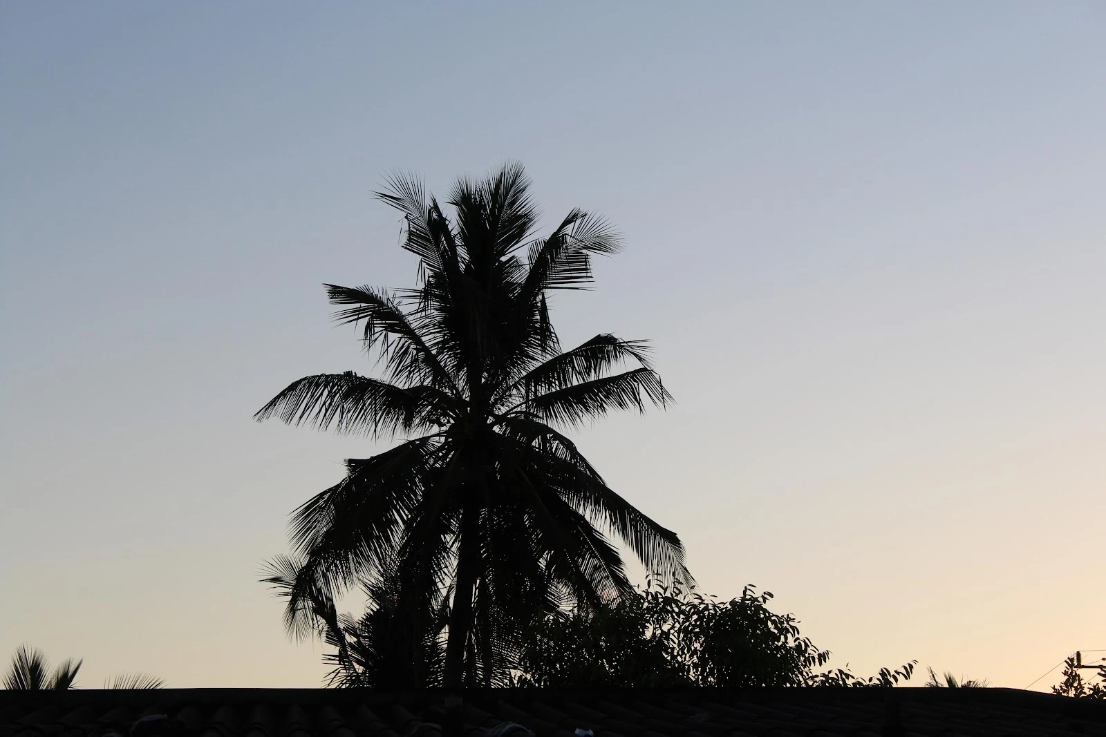 Silhouette Of A Palm Tree - Silhouette Photography 5K Wallpaper (5184x3456)